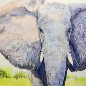 Un sábado de Safari