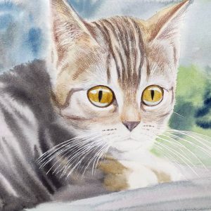 Un gatito se enteró de nueva cepa