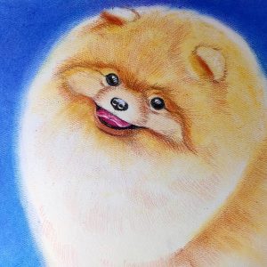 Un pomeranio