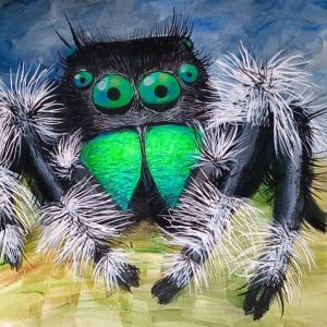 Mi querida araña saltarina